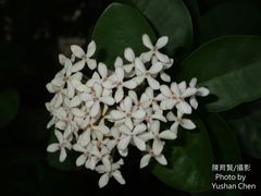 Ixora parviflora