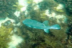 Arothron firmamentum