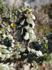 Thymelaea tartonraira tartonraira