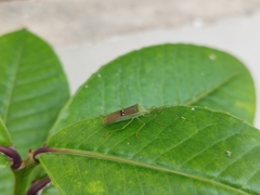 Homoeocerus bipunctatus