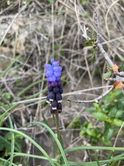 Muscari pulchellum