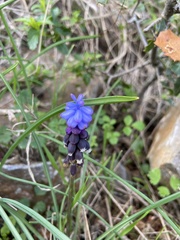 Muscari pulchellum
