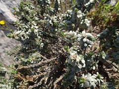 Thymelaea tartonraira tartonraira