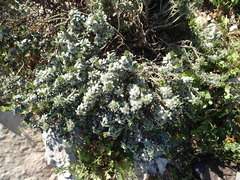 Thymelaea tartonraira tartonraira