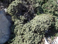 Thymelaea tartonraira tartonraira