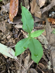 Habenaria pantlingiana