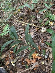 Tropidia curculigoides