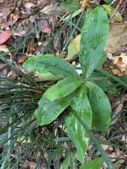 Habenaria pantlingiana