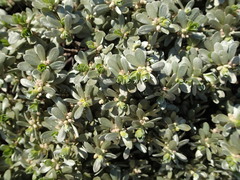 Thymelaea tartonraira tartonraira