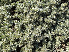 Thymelaea tartonraira tartonraira