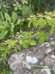 Cyphostemma lanigerum