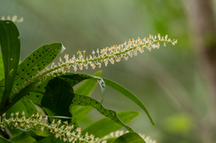 Liparis condylobulbon