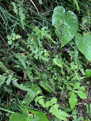 Habenaria stenopetala