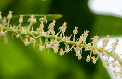 Liparis condylobulbon