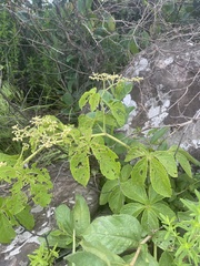 Cyphostemma lanigerum