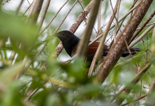 Philippine Coucal (Centropus viridis), photo 5