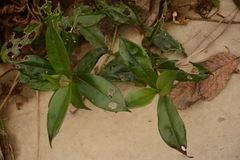 Osmanthus fragrans