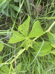 Cyphostemma lanigerum