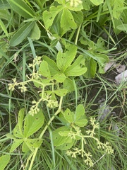 Cyphostemma lanigerum