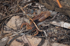 Isometroides angusticaudus