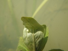 Triturus carnifex
