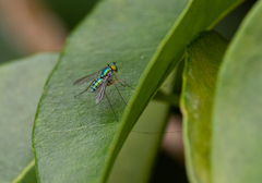 Chrysosoma leucopogon
