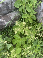 Cyphostemma lanigerum