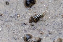 Cerithideopsis