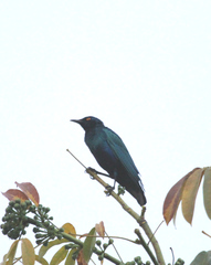 Lamprotornis chalcurus