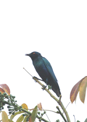 Lamprotornis chalcurus