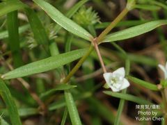 Scleromitrion brachypodum