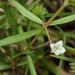 Oldenlandia brachypoda - Photo (c) 陳育賢, algunos derechos reservados (CC BY-NC), uploaded by 陳育賢