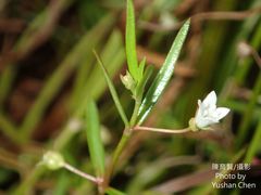 Scleromitrion brachypodum