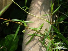 Scleromitrion brachypodum