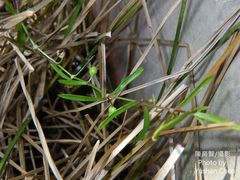 Scleromitrion brachypodum