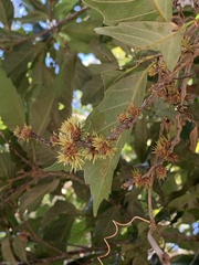 Castanopsis formosana