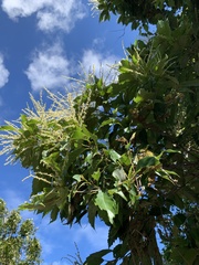 Castanopsis formosana