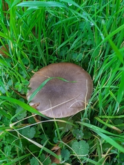 Volvopluteus gloiocephalus