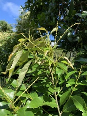 Castanopsis formosana