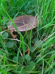 Volvopluteus gloiocephalus