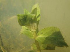 Triturus carnifex