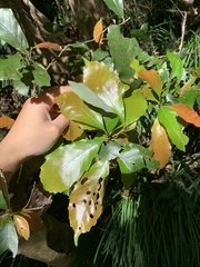 Castanopsis formosana