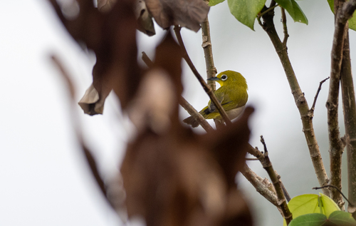 Lowland White-eye (Zosterops meyeni), photo 5