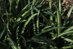Vagaria parviflora