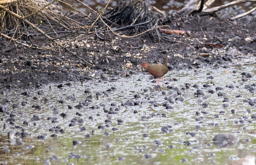 Ruddy-breasted Crake (Zapornia fusca), photo 5