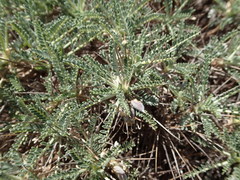 Astragalus tragacantha