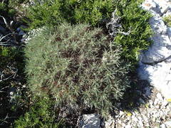 Astragalus tragacantha