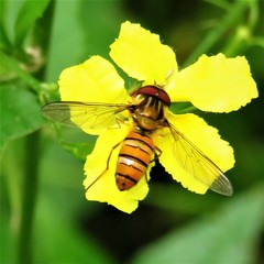 Episyrphus viridaureus