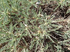 Astragalus tragacantha