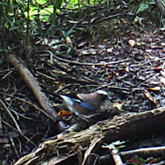 Garrulus glandarius japonicus